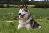 ALASKAN MALAMUTE 740